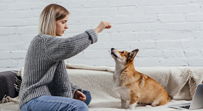 A pet treat sale is an excellent fundraising idea for any organization, especially animal shelters or animal rescues.